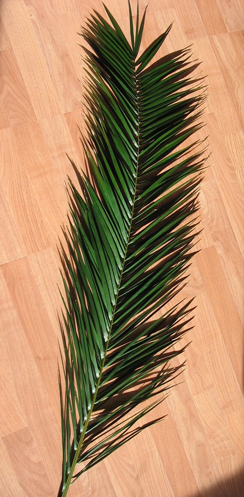 Preserved_Phoenix_Palm_Frond