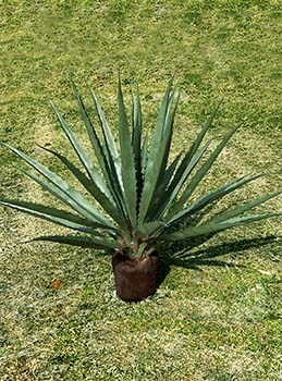 Outdoor Artificial Plants Agave Tropical Backyard Palms