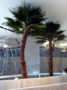 Indoor Preserved Palm Trees Washingtonian Large Interior Installation