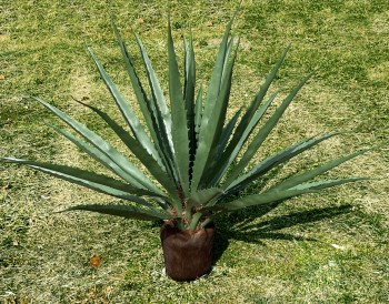 Outdoor Artificial Plants Agave Tropical Backyard Palms