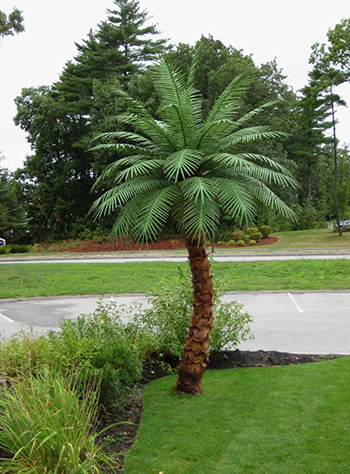 Outdoor Artificial Palm Trees Phoenix Realistic Backyard
