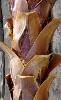 artificial-phoenix-date-palm-close-up-realistic13