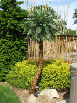 Realistic Caribbean Palm Outdoor Artificial Palm Tree Backyard Poolside