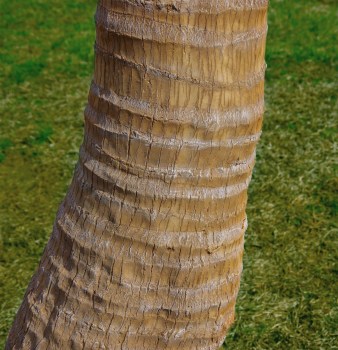 Detail Realistic Coconut Palm Tree Artificial Palm Outdoor