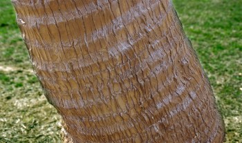 coconut-artificial-palm-tree-realistic-close-up-004536