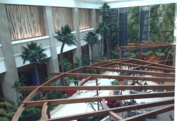 Washingtonian Large Indoor Preserved Palm Trees Interior Installation