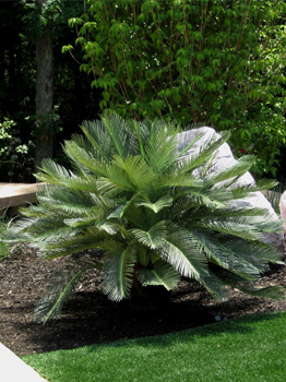 Outdoor Palm Trees Fake Sago Palm Backyard Patio