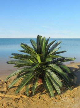 Pool Area Outdoor Fake Palm Trees Sago Palm