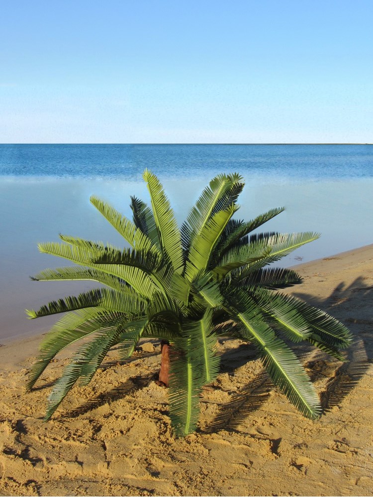 Sago Palm Realistic Outdoor Fake Palm Trees