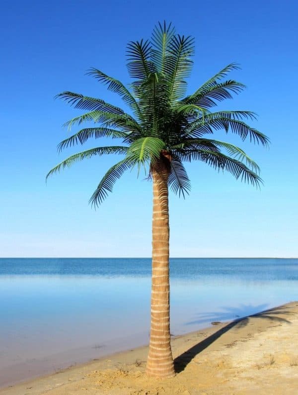 3 coconut-realistic-fake-outdoor-artificial-palm-trees-27-01 Realistic Wholesale Outdoor Fake Palm Trees Coconut Artificial Palm Trees