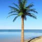 Realistic Wholesale Outdoor Fake Palm Trees Coconut Artificial Palm Trees
