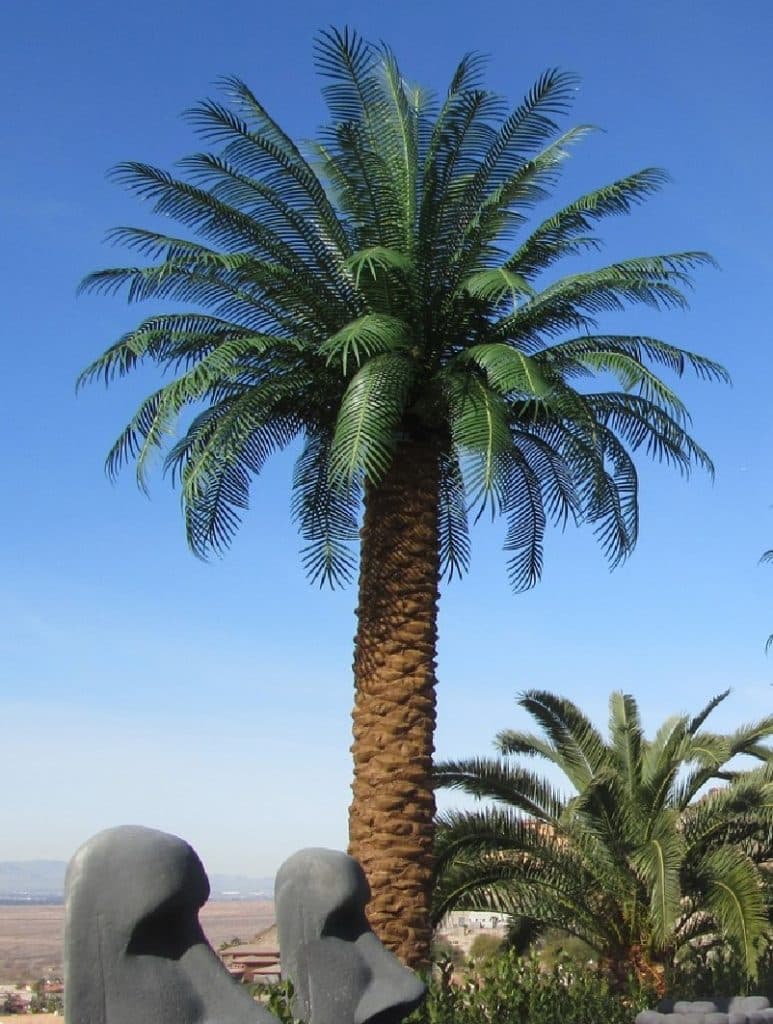 mature-dactylifera-palm-tree-11-canopy-51-leaves-15-ft-detail 1 Outdoor Artificial Palm Trees Large Tall Dactylifera Phoenix Realistic