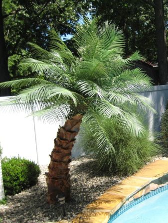 Artificial Outdoor Palm Trees Areca Palm Pool Area Tropical