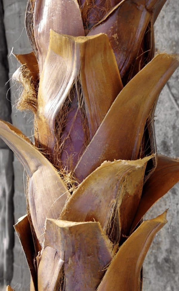 artificial-outdoor-palm Artificial outdoor palm bark closeup photo