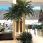 Artificial palm trees indoor at a Rolls Royce car dealership