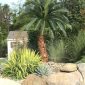 Artificial palm trees outdoor at a residential property