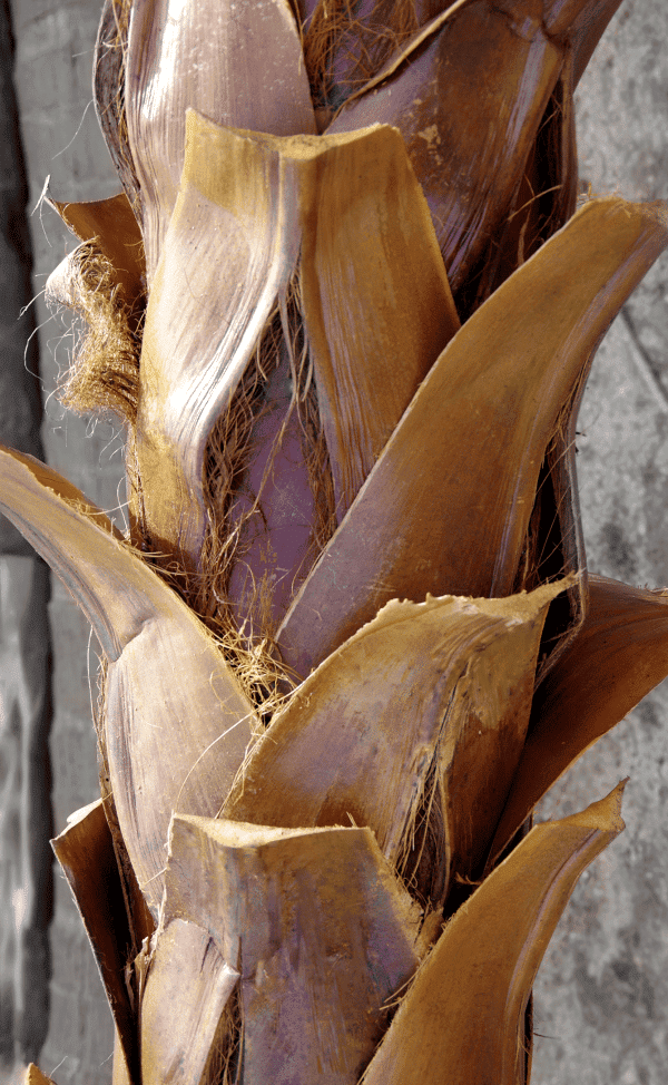 bark_close-up bark_close-up