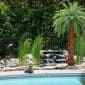 Canary Palms Artificial Outdoor Fake Palm Trees Poolside Realistic