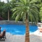 Artificial Palm Trees Poolside Realistic Coconut Canary Outdoor Fake Palm Trees