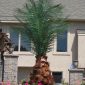 Fake outdoor palm tree at a residential property