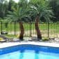 Fake palm trees for outside pool area
