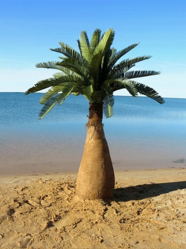 Outdoor palm tree fake on a sandy beach