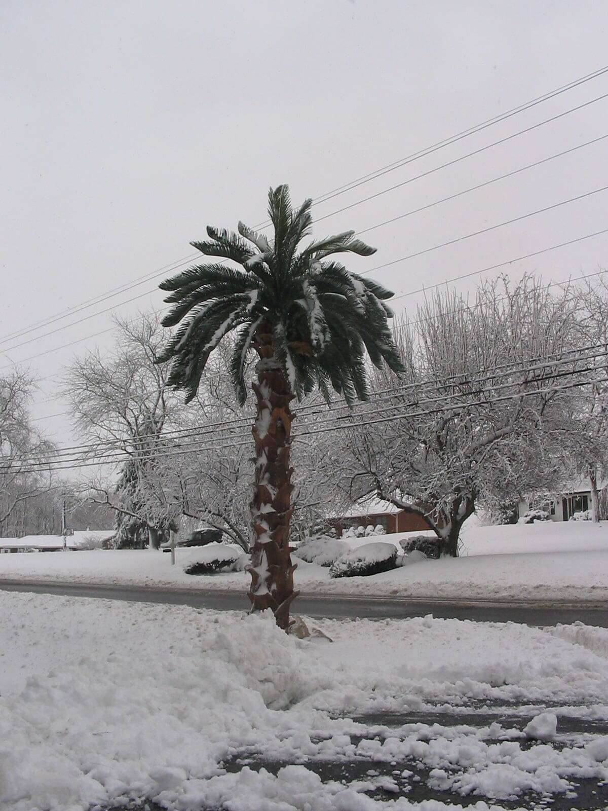 Why Live Palms Trees can’t survive in Northern Climates 2 114_1454