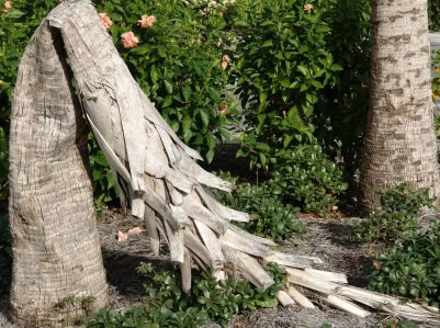 Why Live Palms Trees can’t survive in Northern Climates 1 Dead_Palm