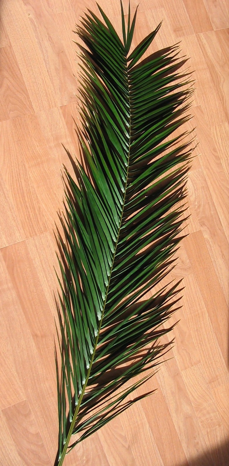 Indoor Preserved Phoenix Palm Frond