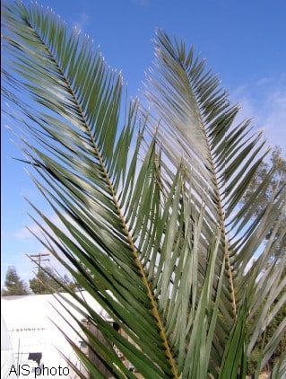indoor preserved palm fronds