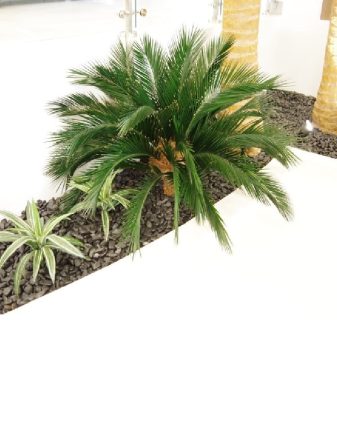 Home 10 Silk palm tree plants in an indoor landscape