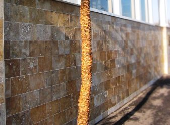 silk-palm-trees Silk palm trees caribbean bark closeup photo