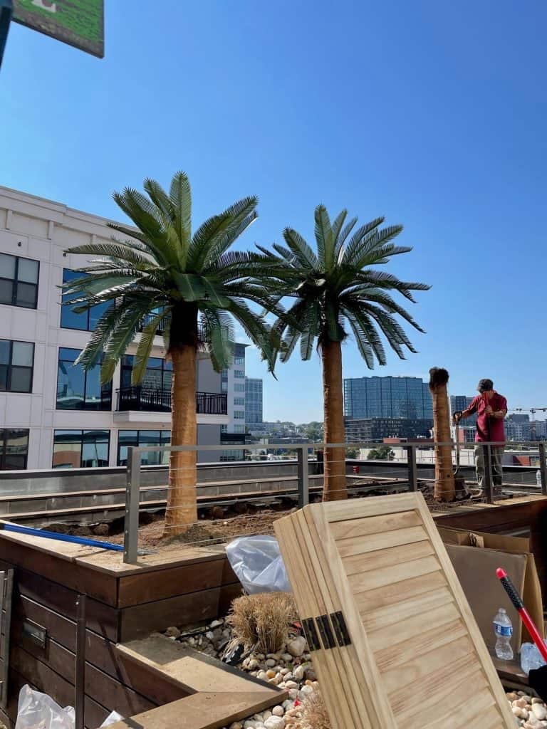 11 Coconut Palm in a planter pic 1 Copy