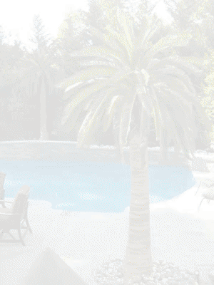 Home 1 outdoor-artificial-palm-trees