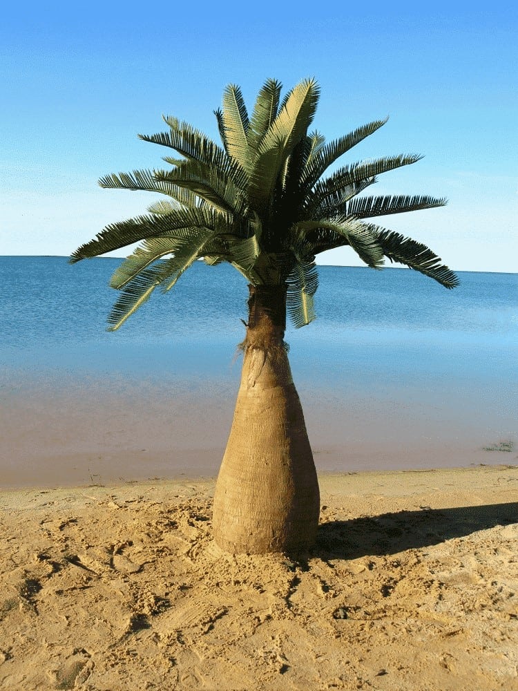 Outdoor Artificial Palm Trees Bottle Palm Canary Realistic Tropical