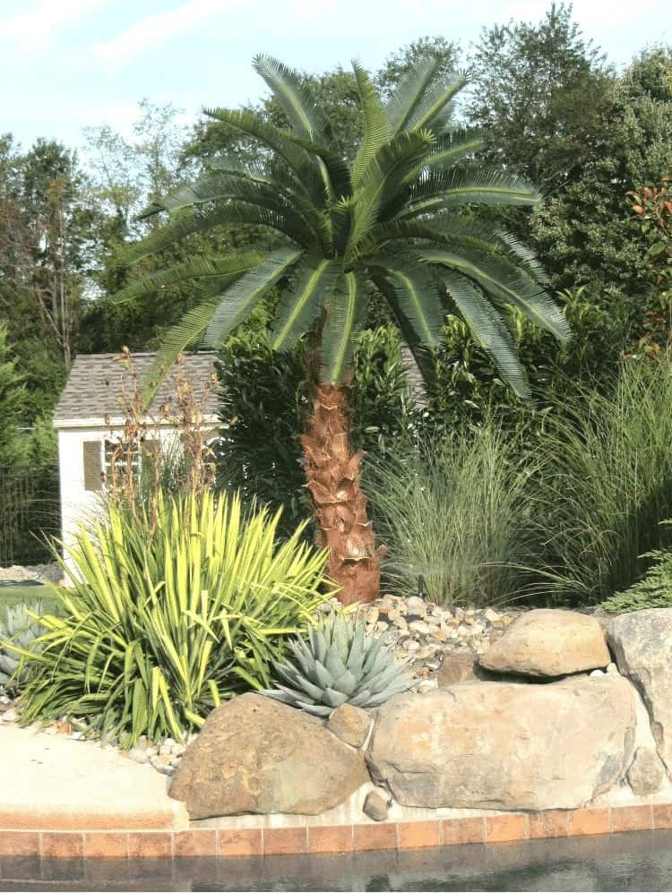 Curved outdoor artificial Canary Date Palm tree at a residential property