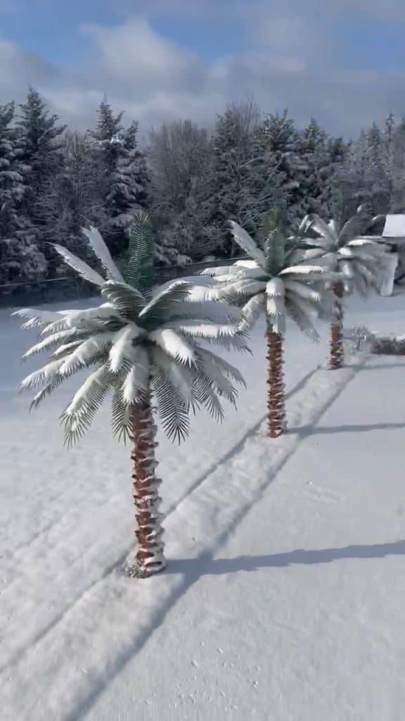 snow palms